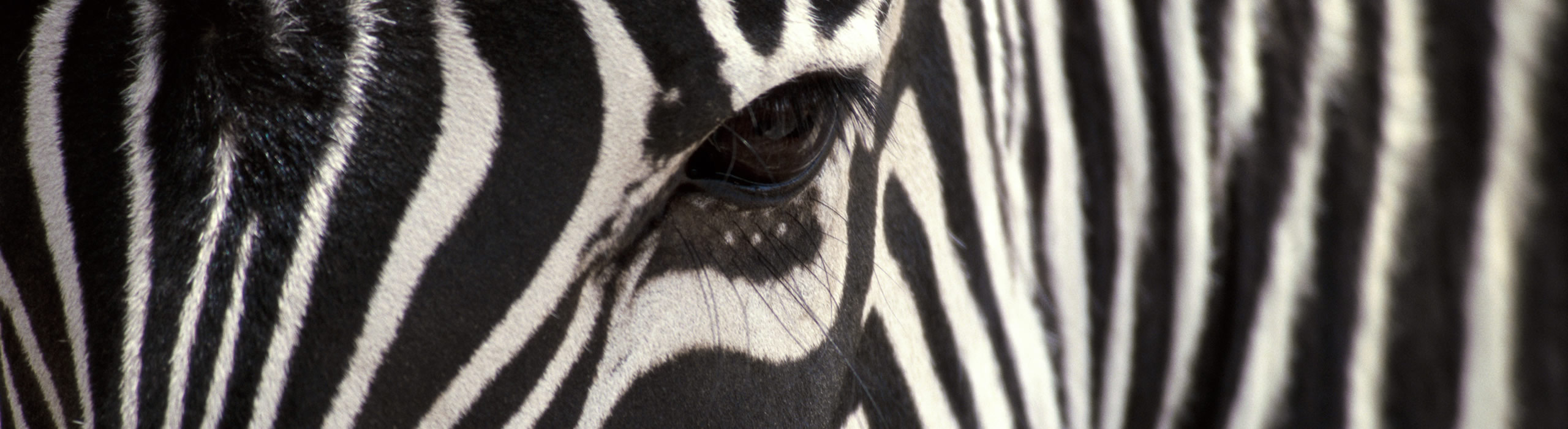 SERENITY OF THE WILD